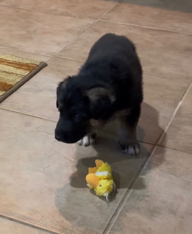 German Shepherd Dog Puppies media 15