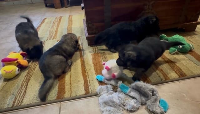 German Shepherd Dog Puppies media 16