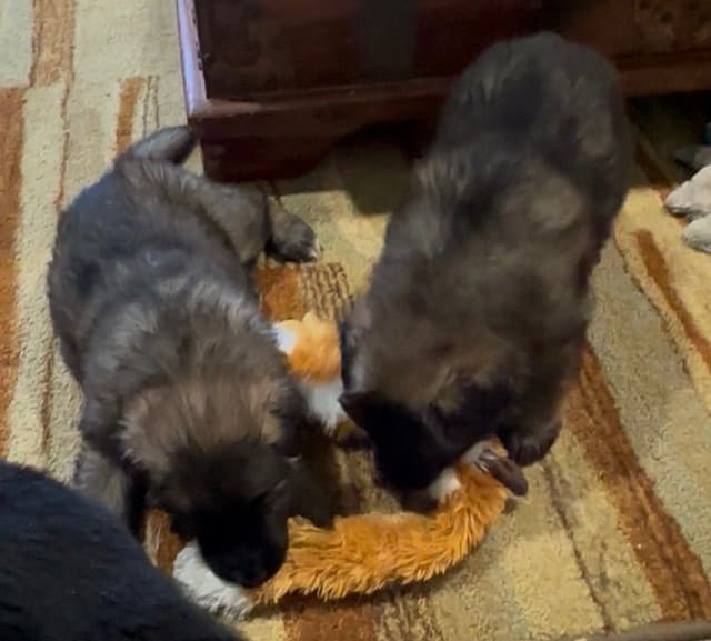 German Shepherd Dog Puppies media 17