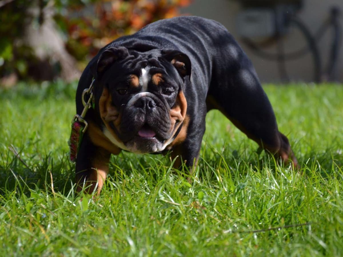 French Bulldog Puppies breeder image 8