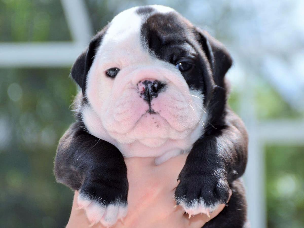 French Bulldog Puppies breeder image 7