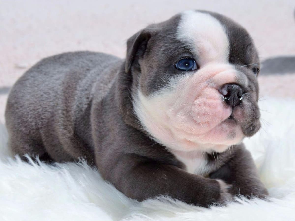 French Bulldog Puppies breeder image 6