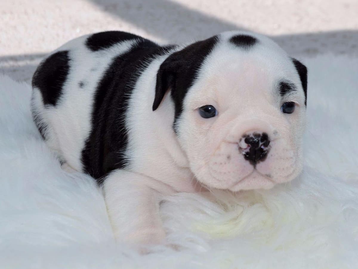 French Bulldog Puppies breeder image 9