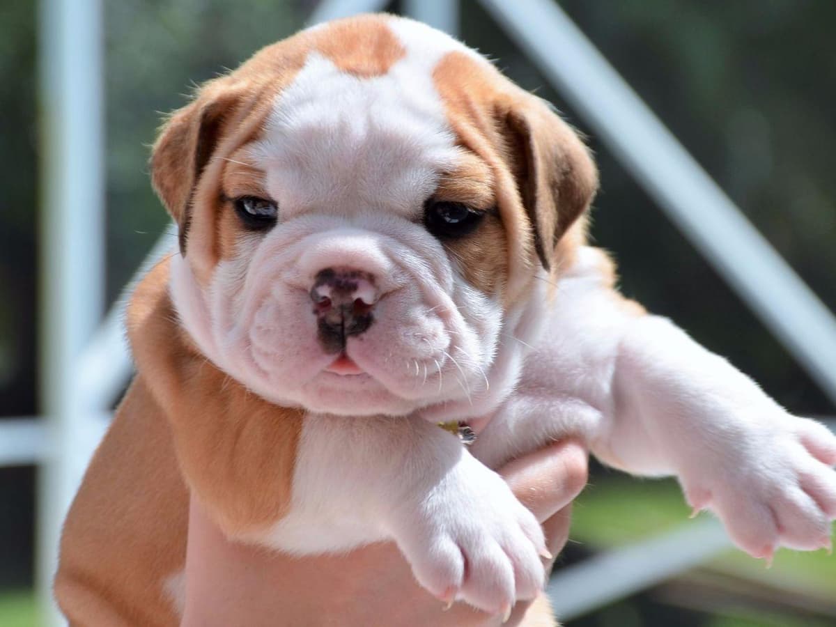 French Bulldog Puppies breeder image 4
