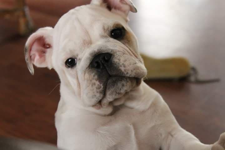 French Bulldog Puppies breeder image 5
