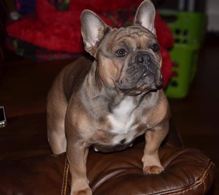 French Bulldog Puppies breeder image 10