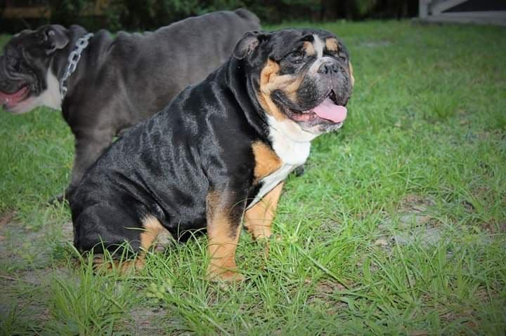 French Bulldog Puppies breeder image 11