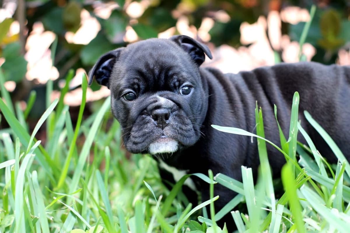 French Bulldog Puppies breeder image 12