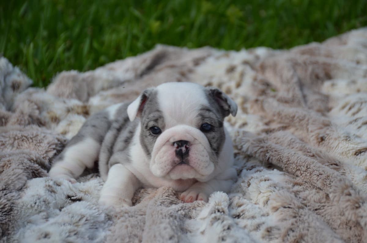 French Bulldog Puppies breeder image 14