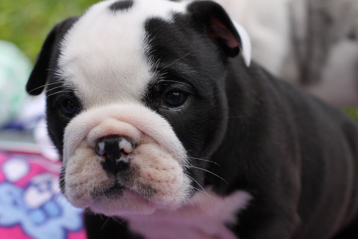 French Bulldog Puppies breeder image 15
