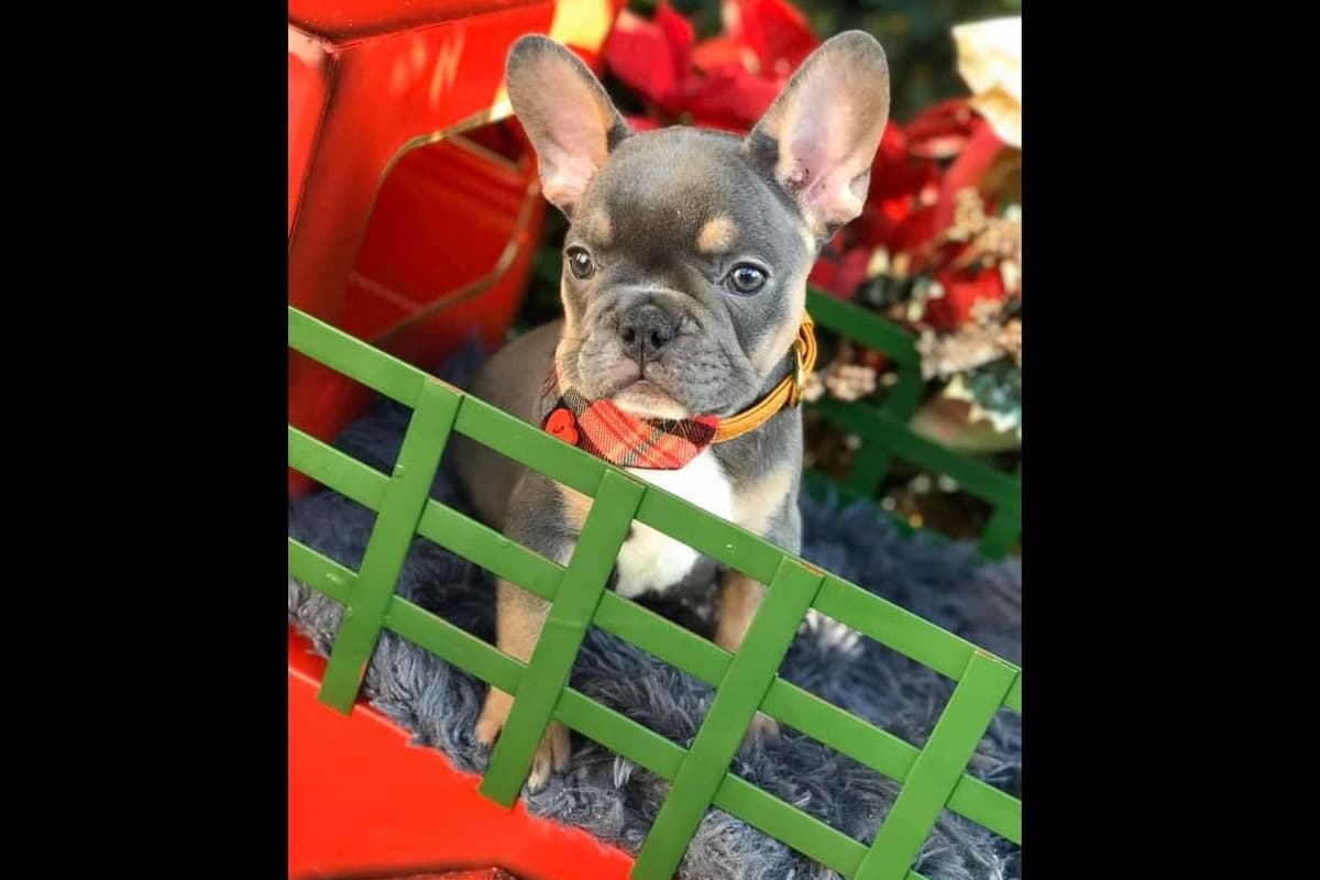 French Bulldog Puppies breeder image 16
