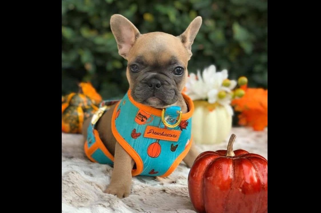 French Bulldog Puppies breeder image 17