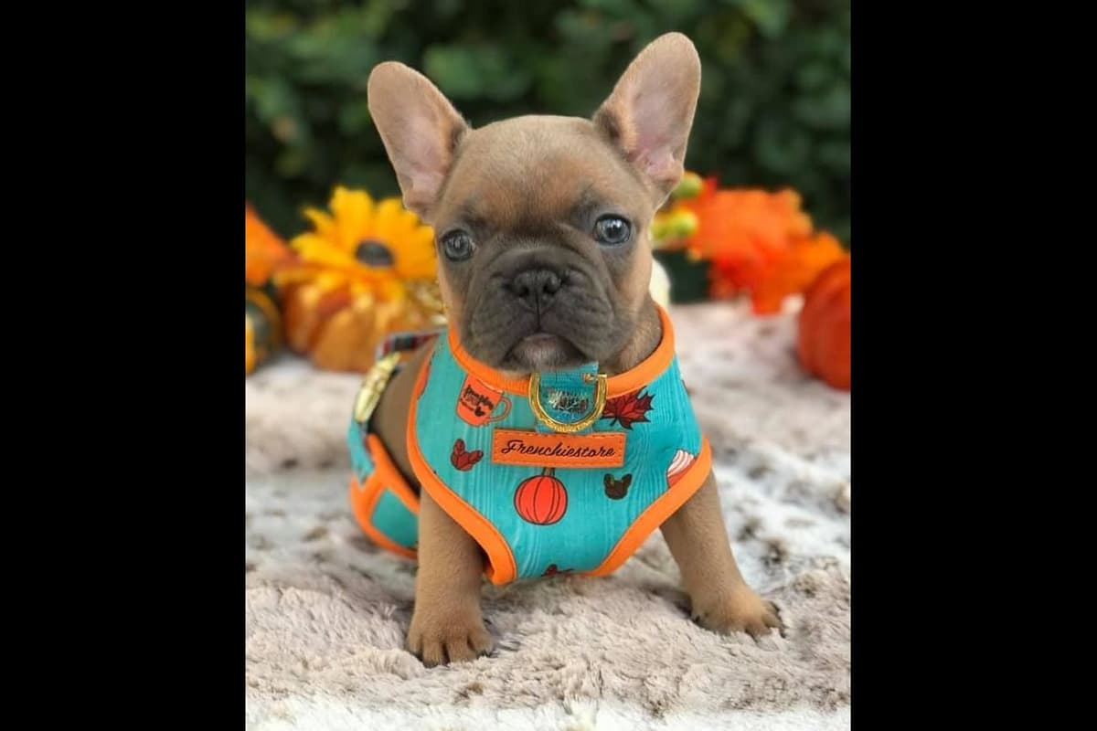 French Bulldog Puppies breeder image 18