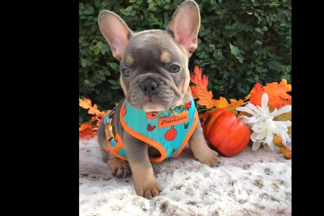 French Bulldog Puppies breeder image 13