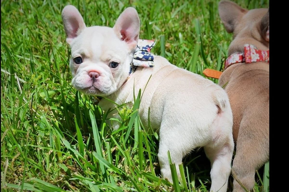 French Bulldog Puppies breeder image 21