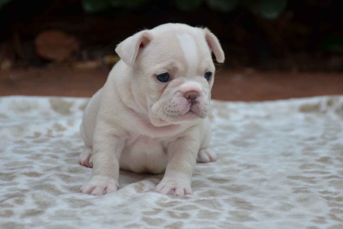 French Bulldog Puppies breeder image 22