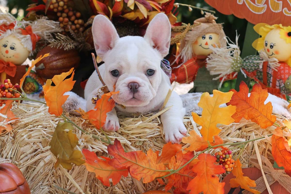 French Bulldog Puppies breeder image 3