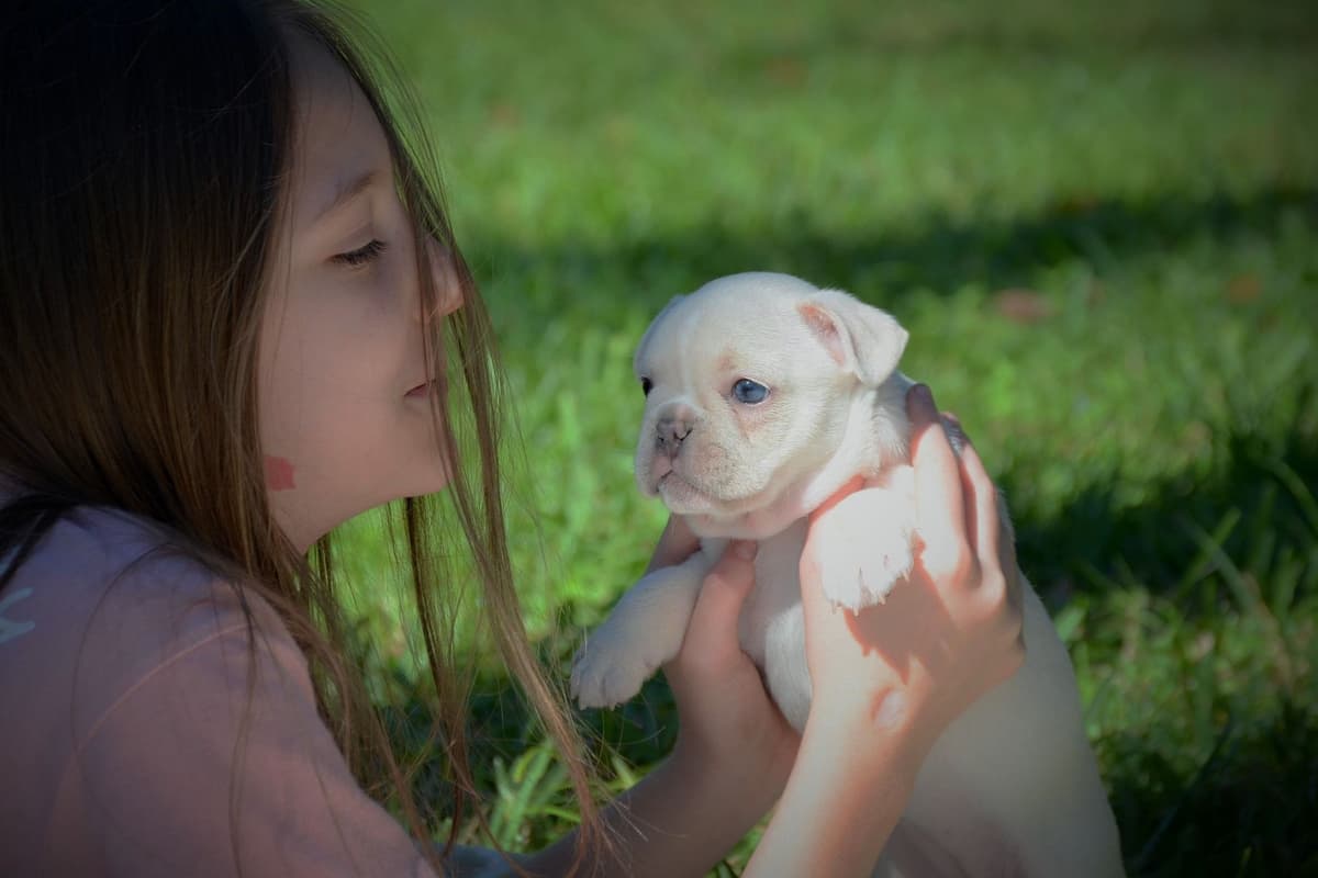 French Bulldog Puppies breeder image 23