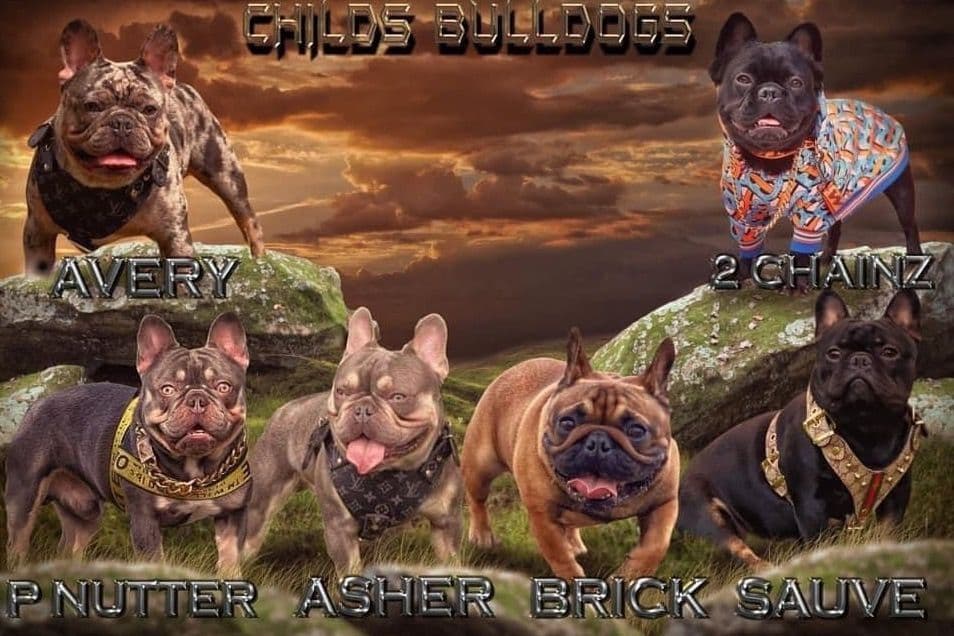 French Bulldog Puppies breeder image 24