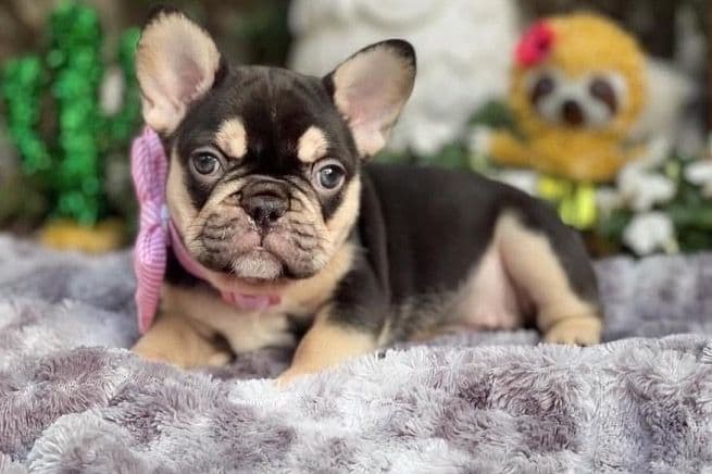 French Bulldog Puppies breeder image 1