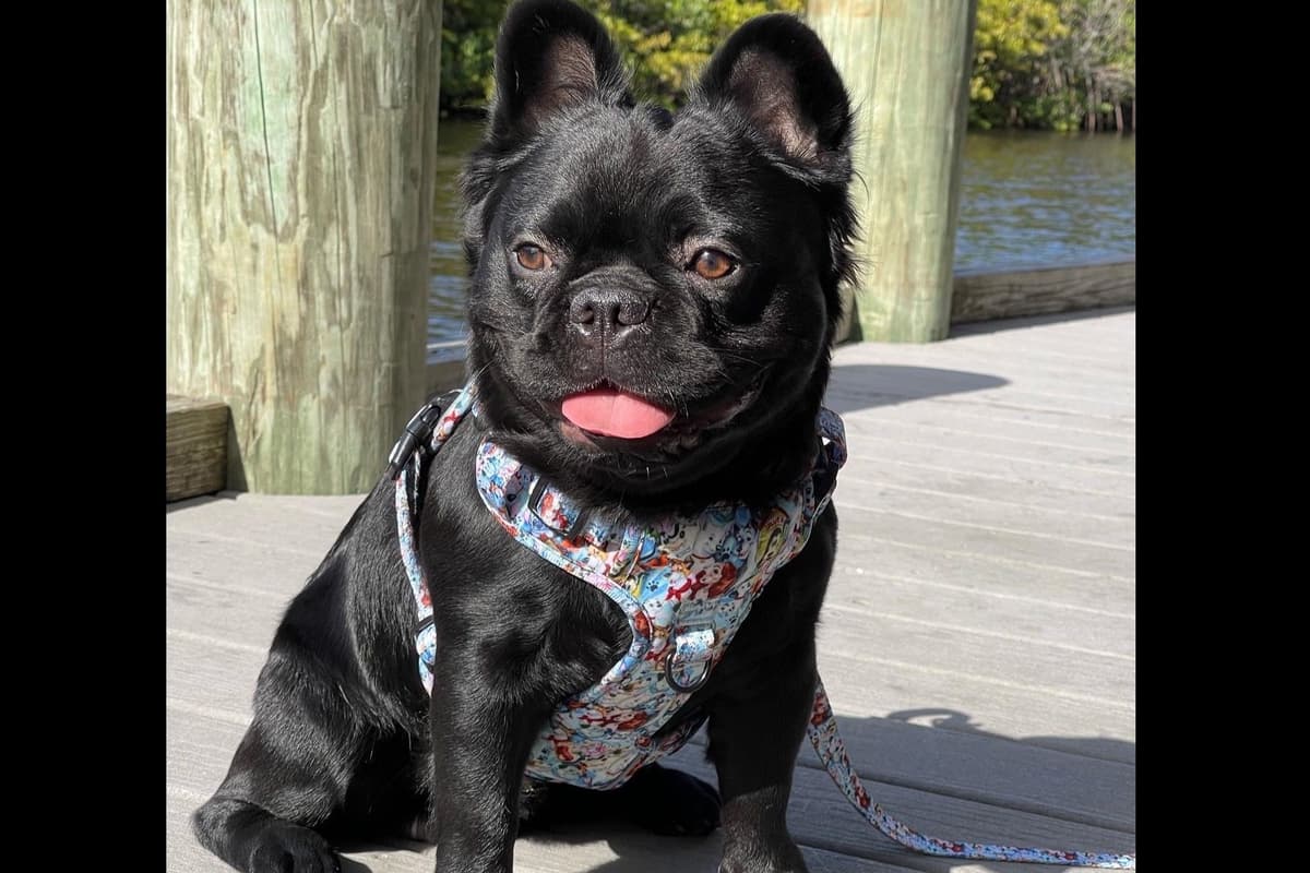 French Bulldog Puppies breeder image 25