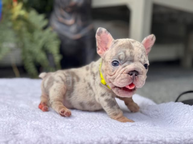 French Bulldog Puppies media 2