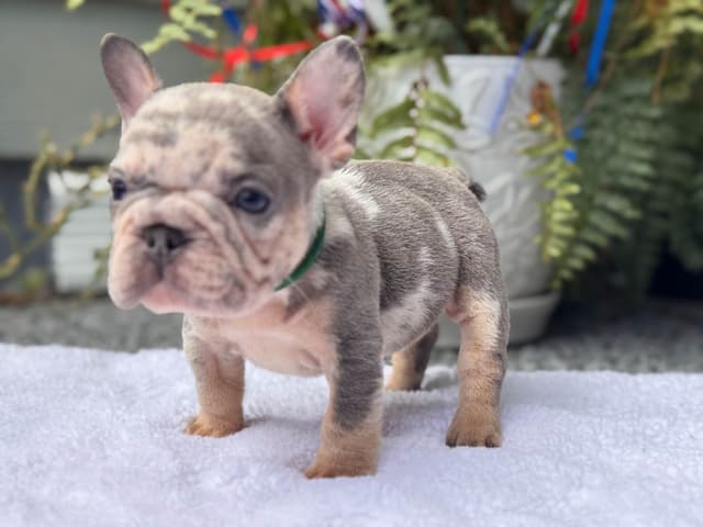 French Bulldog Puppies media 3