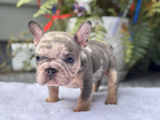French Bulldog Puppies media 4