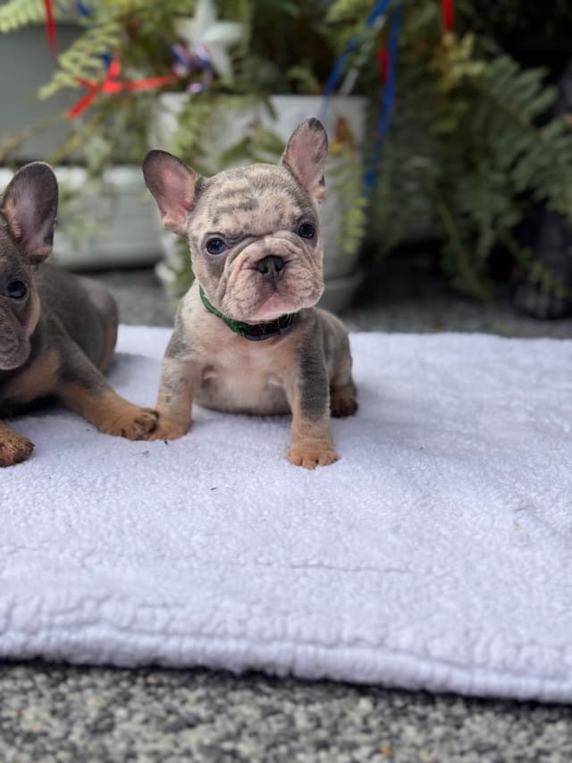 French Bulldog Puppies media 5
