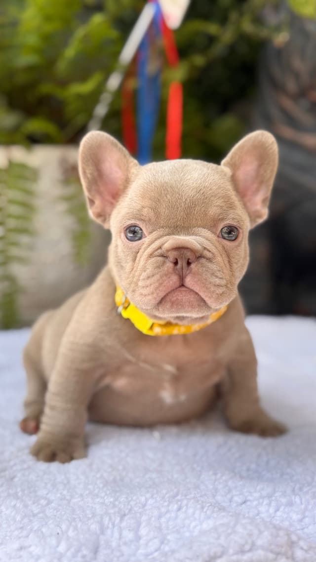 French Bulldog Puppies media 3