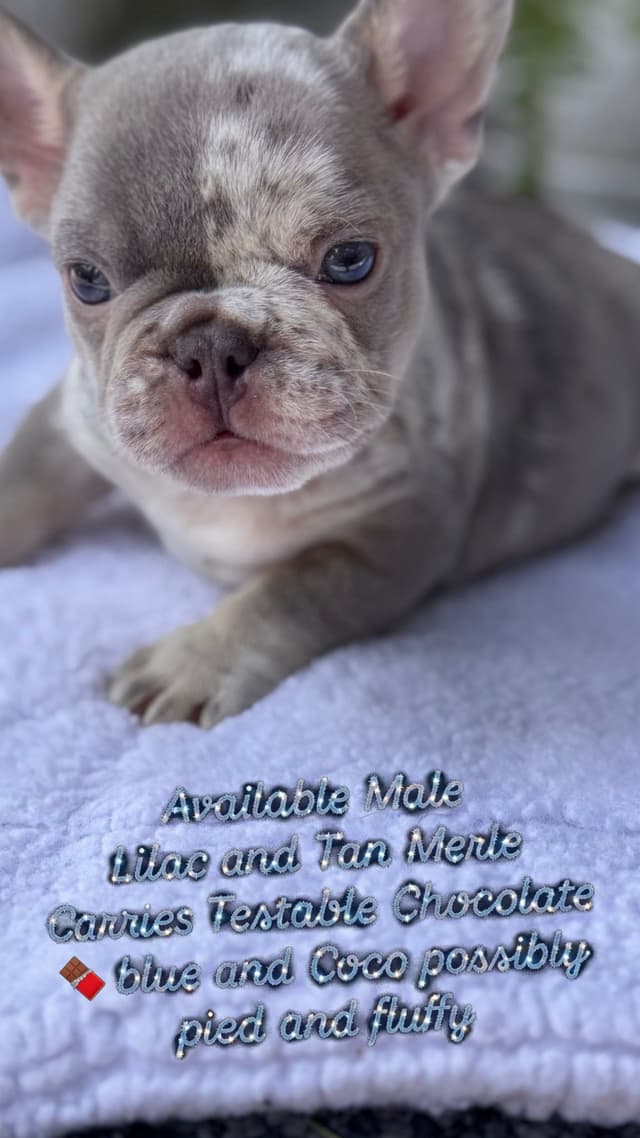 French Bulldog Puppies media 4