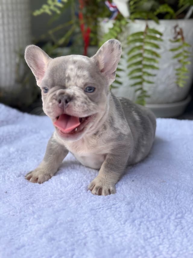 French Bulldog Puppies media 7