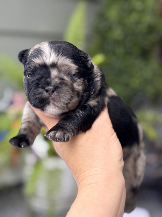 French Bulldog Puppies media 2