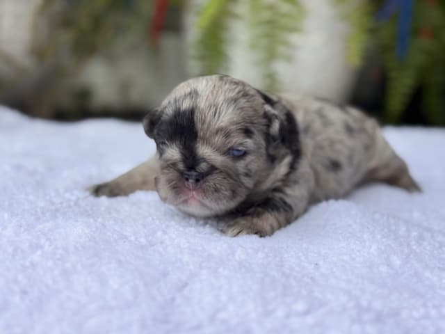 French Bulldog Puppies media 3