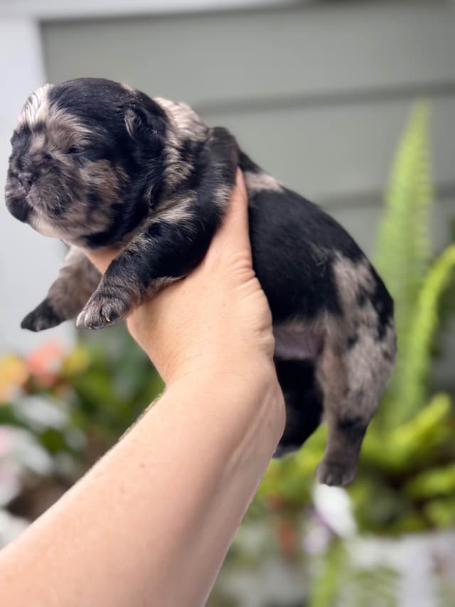 French Bulldog Puppies media 4