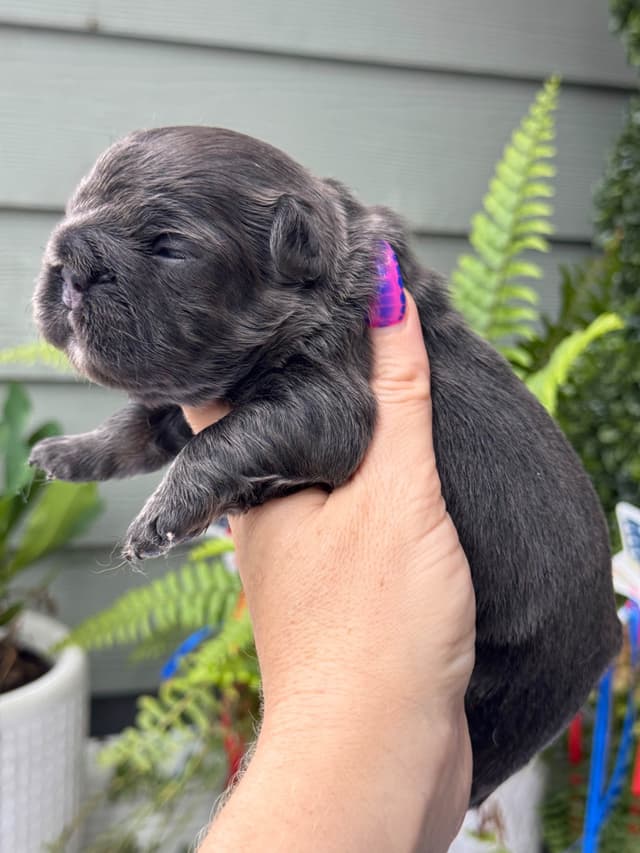 French Bulldog Puppies media 6