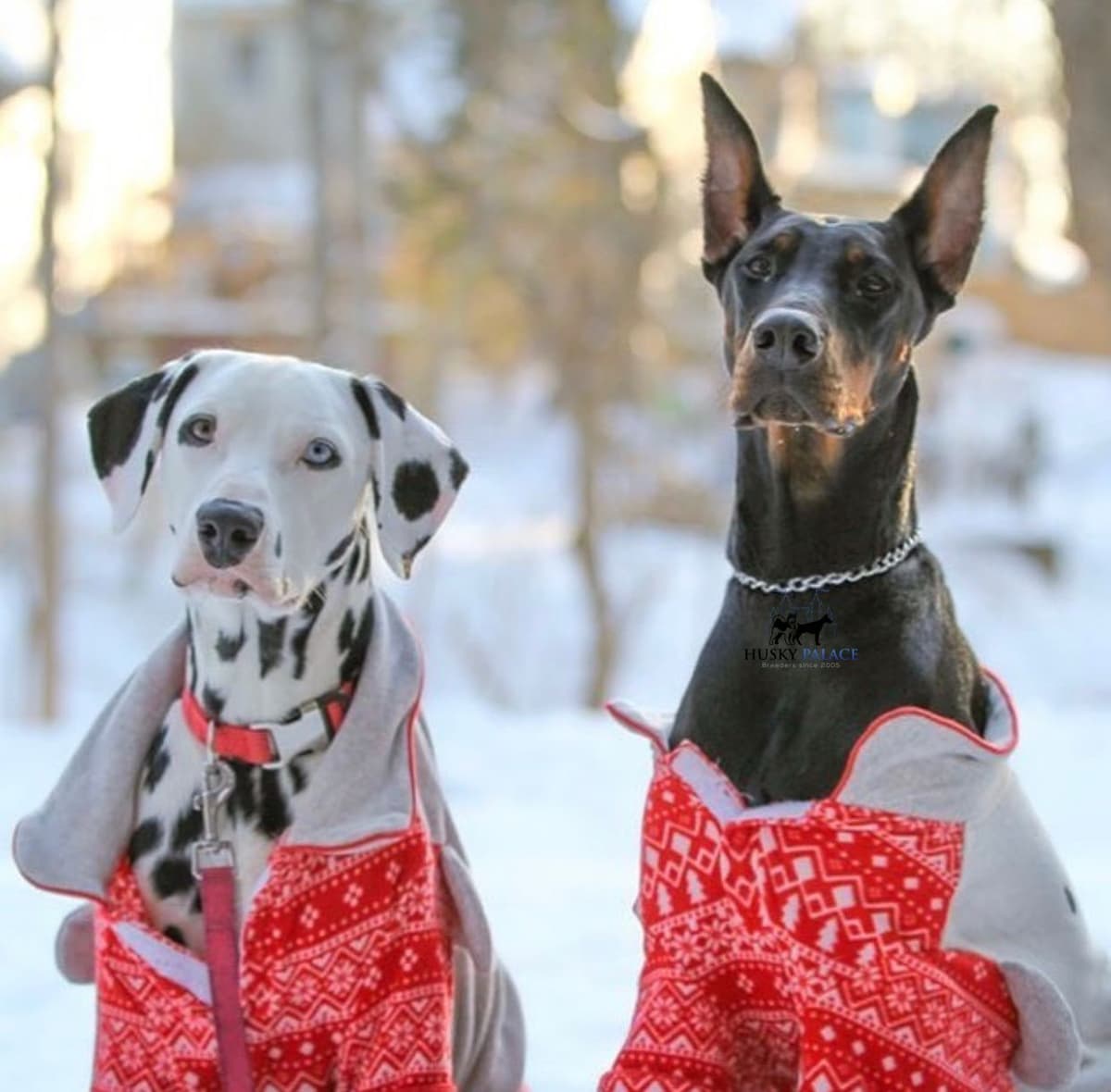 Video Euro & Champion Bloodlines Doberman Puppies OFA & Embark tested breeder image 2