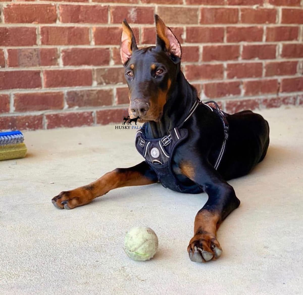 Video Euro & Champion Bloodlines Doberman Puppies OFA & Embark tested breeder image 3