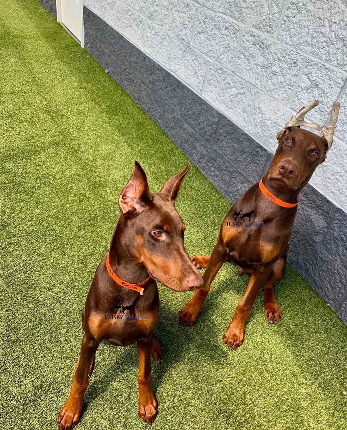 Video Euro & Champion Bloodlines Doberman Puppies OFA & Embark tested breeder image 5