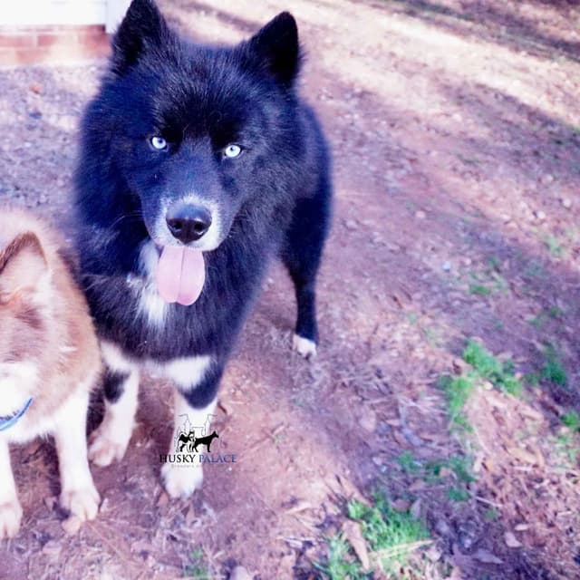 $100 Solid Black Trained w/OFA Hip Certificate Siberian Husky media 3