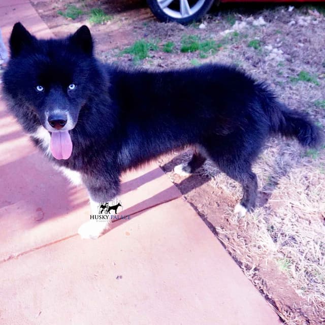 $100 Solid Black Trained w/OFA Hip Certificate Siberian Husky media 5