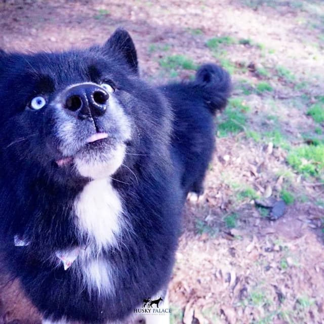 $100 Solid Black Trained w/OFA Hip Certificate Siberian Husky media 6