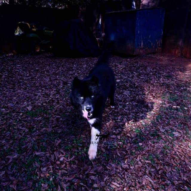 $100 Solid Black Trained w/OFA Hip Certificate Siberian Husky media 7