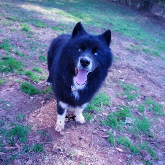 $100 Solid Black Trained w/OFA Hip Certificate Siberian Husky media 8