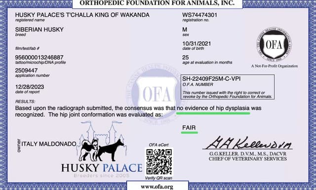 $100 Solid Black Trained w/OFA Hip Certificate Siberian Husky media 11