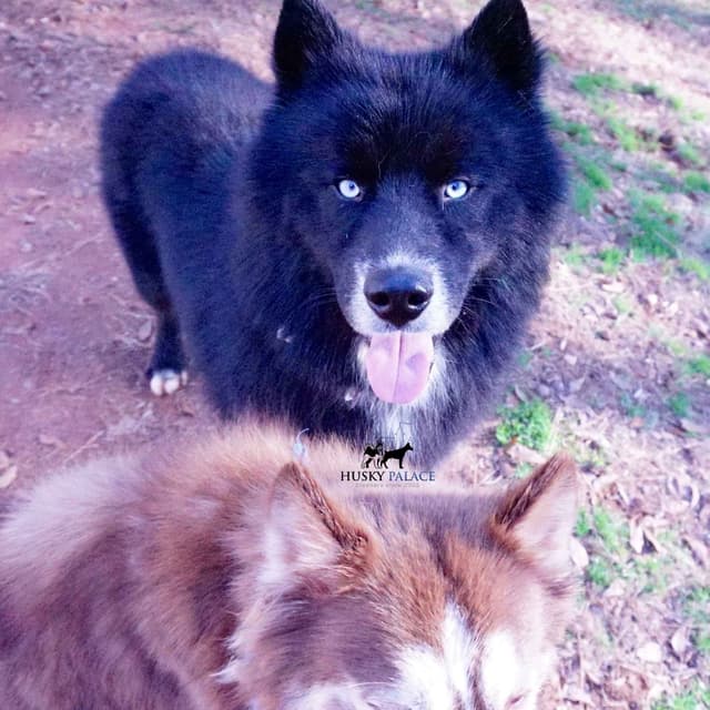 $100 Solid Black Trained w/OFA Hip Certificate Siberian Husky media 9