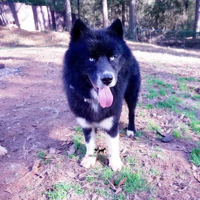 $100 Solid Black Trained w/OFA Hip Certificate Siberian Husky media 10