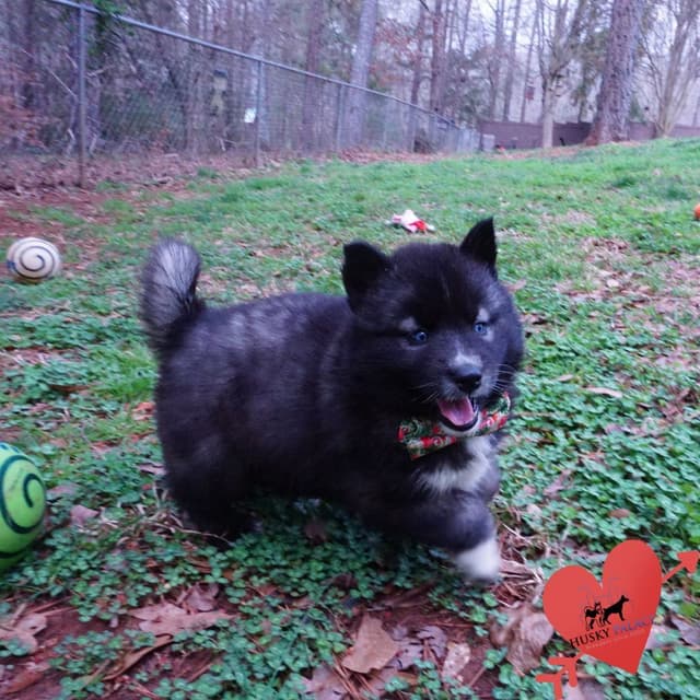 $200 VIDEO Agouti Siberian Husky Puppy - Embark & OFA media 4