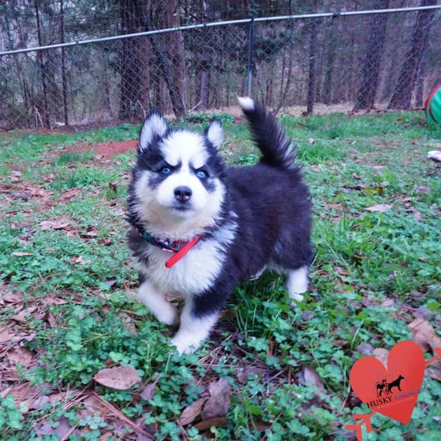 $200 VIDEO Agouti Siberian Husky Puppy - Embark & OFA media 5