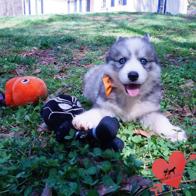 $200 VIDEO Agouti Siberian Husky Puppy - Embark & OFA media 6